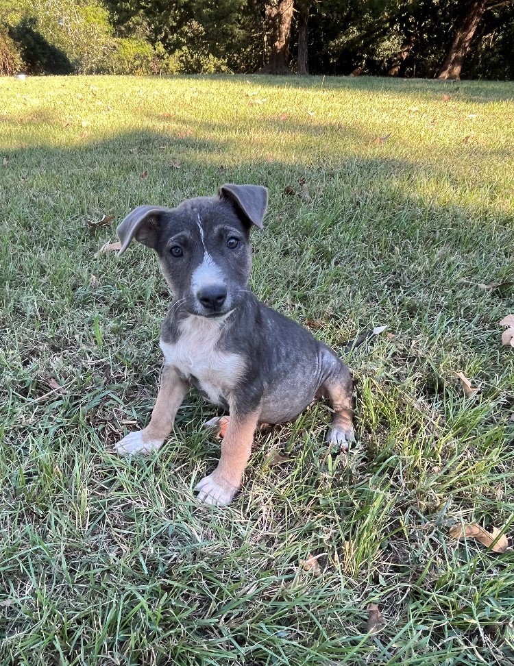 Dolly at the farm shortly before being adopted. Although she is no longer available, four others are. If you are looking to add a new member to your family, please email me at kaylon@kaylonbrunertran.com and I will put you in touch with Leana and David.