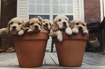 Six-week old Sasha (far right) with her littermates a few days before Kaylon adopted her.