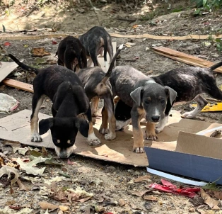 The puppies at the pitch-in immediately before Leana and David brought them to their farm.